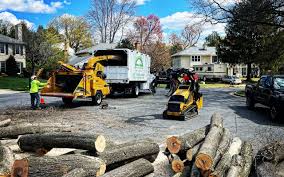 Leaf Removal in North Lakeport, CA